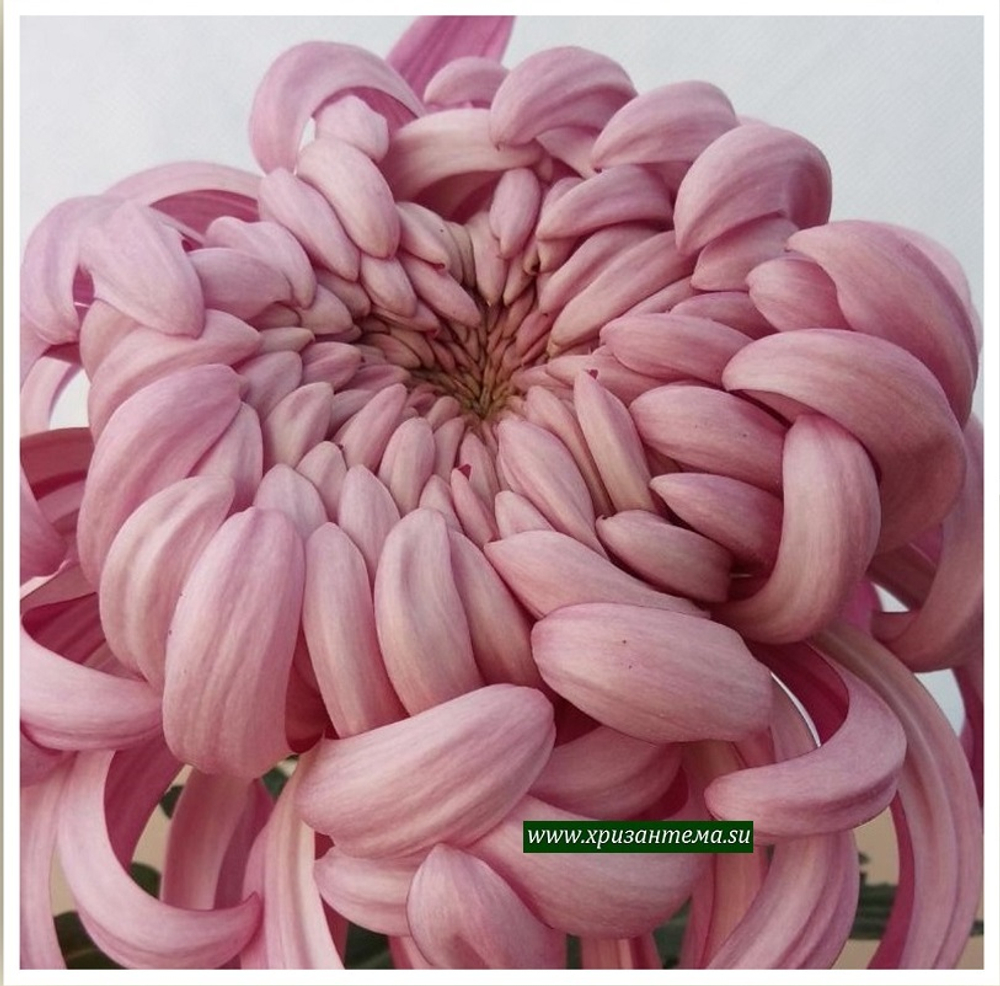 Хризантема одноголовая Viena Pink /о.49 /сентябрь/ЗКС/
