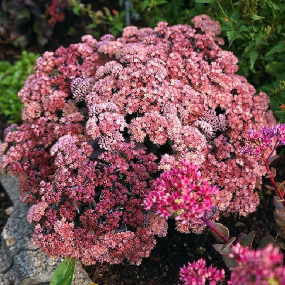 Очиток ‘Globe Pink’