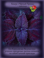 Колеус Черный Принц вегетативный