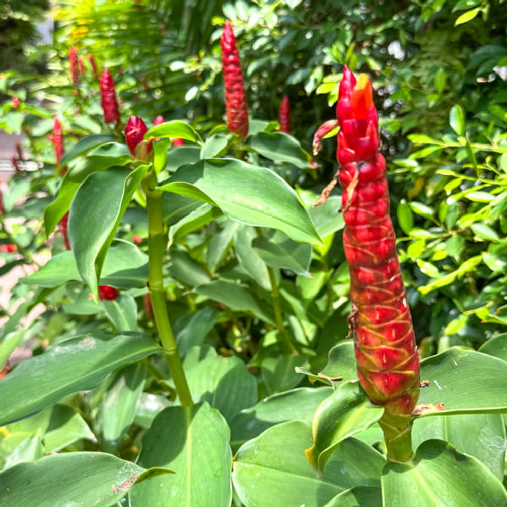 Костус красивый – Costus speciosus (21)