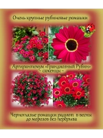 Аргирантемум Грандиозный рубин Грандэйзи Руби