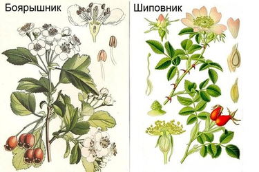 Сбор шиповника и боярышника: сохраняем пользу до весны