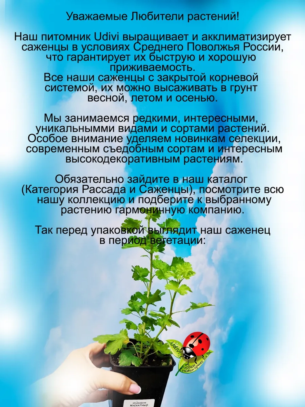 Крыжовник Мускатный десертный сладкий