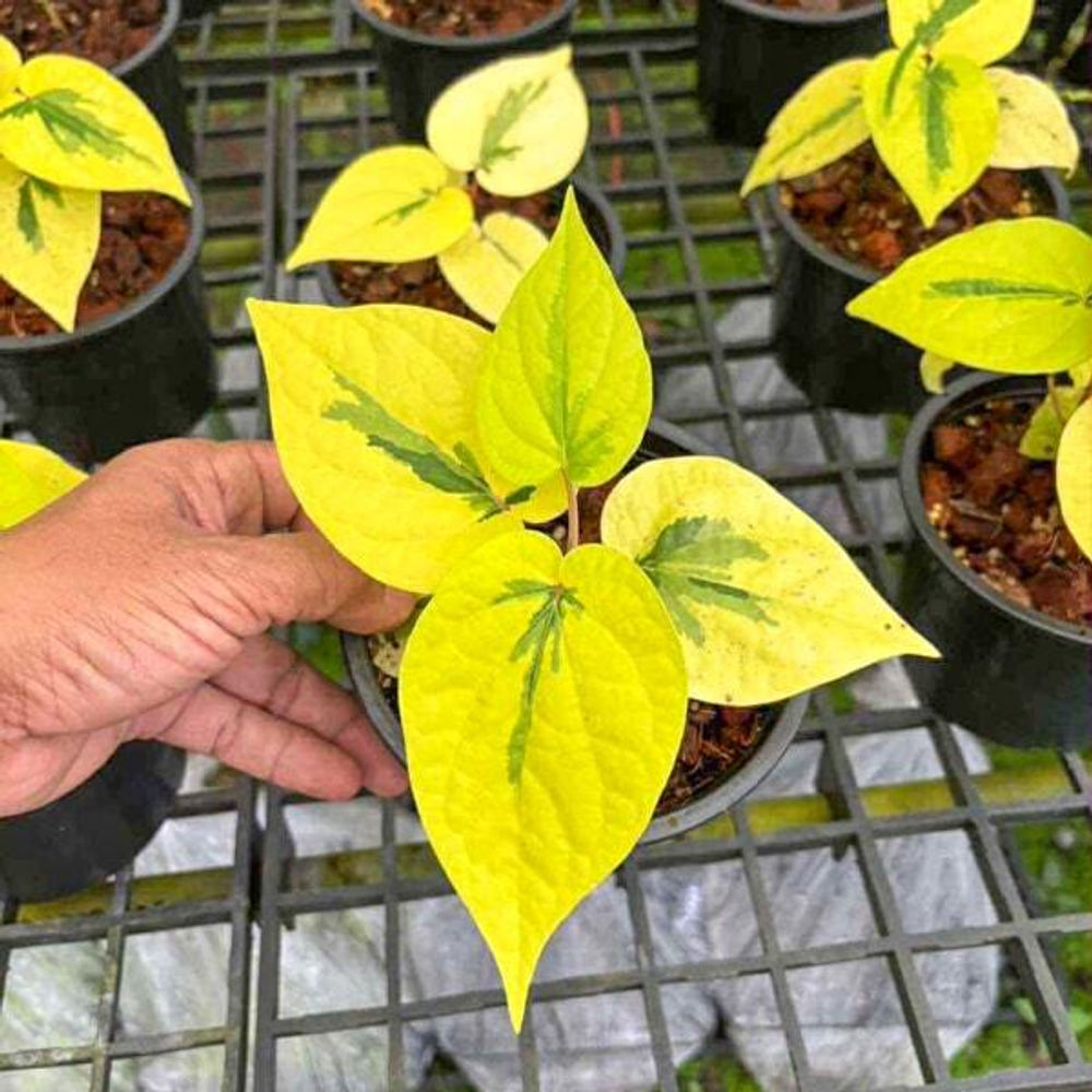 Перец BETLE LEMON LIME (P24)