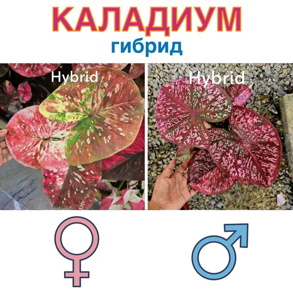 Каладиум Гибрид x Гибрид семена 5 штук