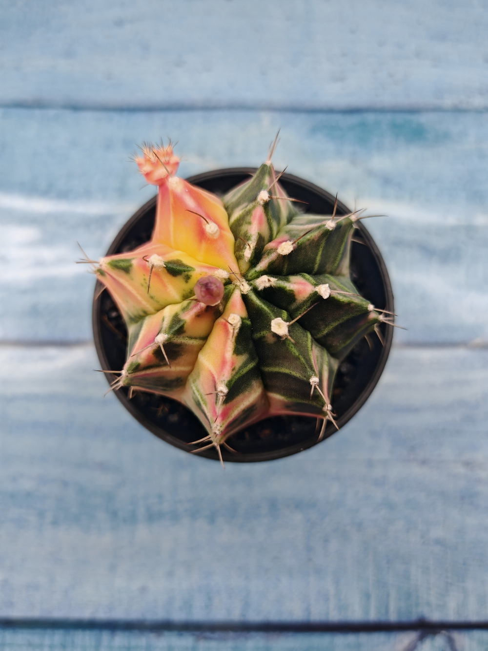 Gymnocalycium Variegata (Гимнокалициум Вариегатный)