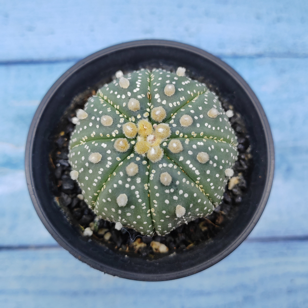 Astrophytum Asterias (Астрофитум)
