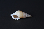 Ракушка тибия деликатула (Rostellariella delicatula)