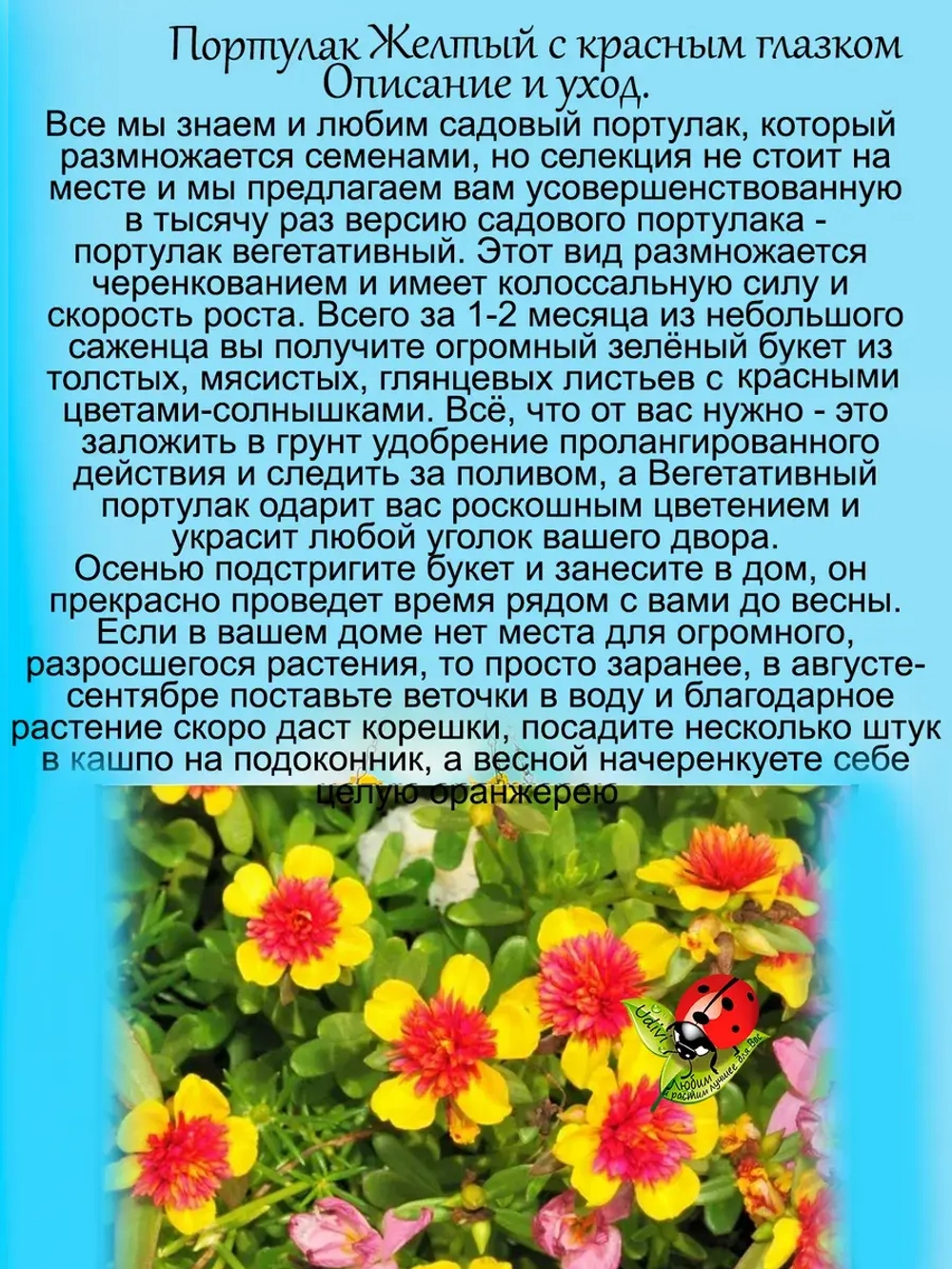 Портулак Желтый с красным глазком вегетативный