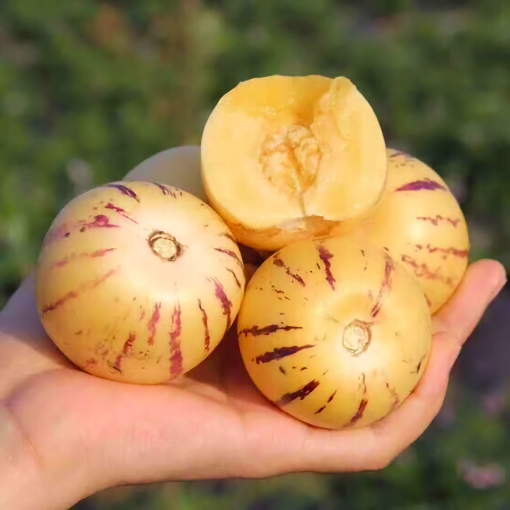 Дынная груша Пепино сладкий огурец (Solanum muricatum) семена 5 шт