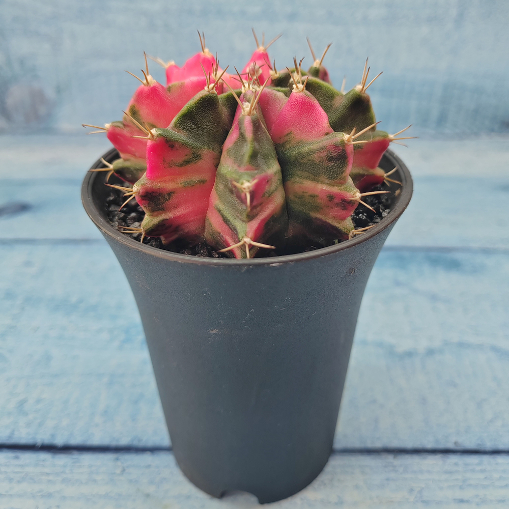 Gymnocalycium Variegata (Гимнокалициум Вариегатный)