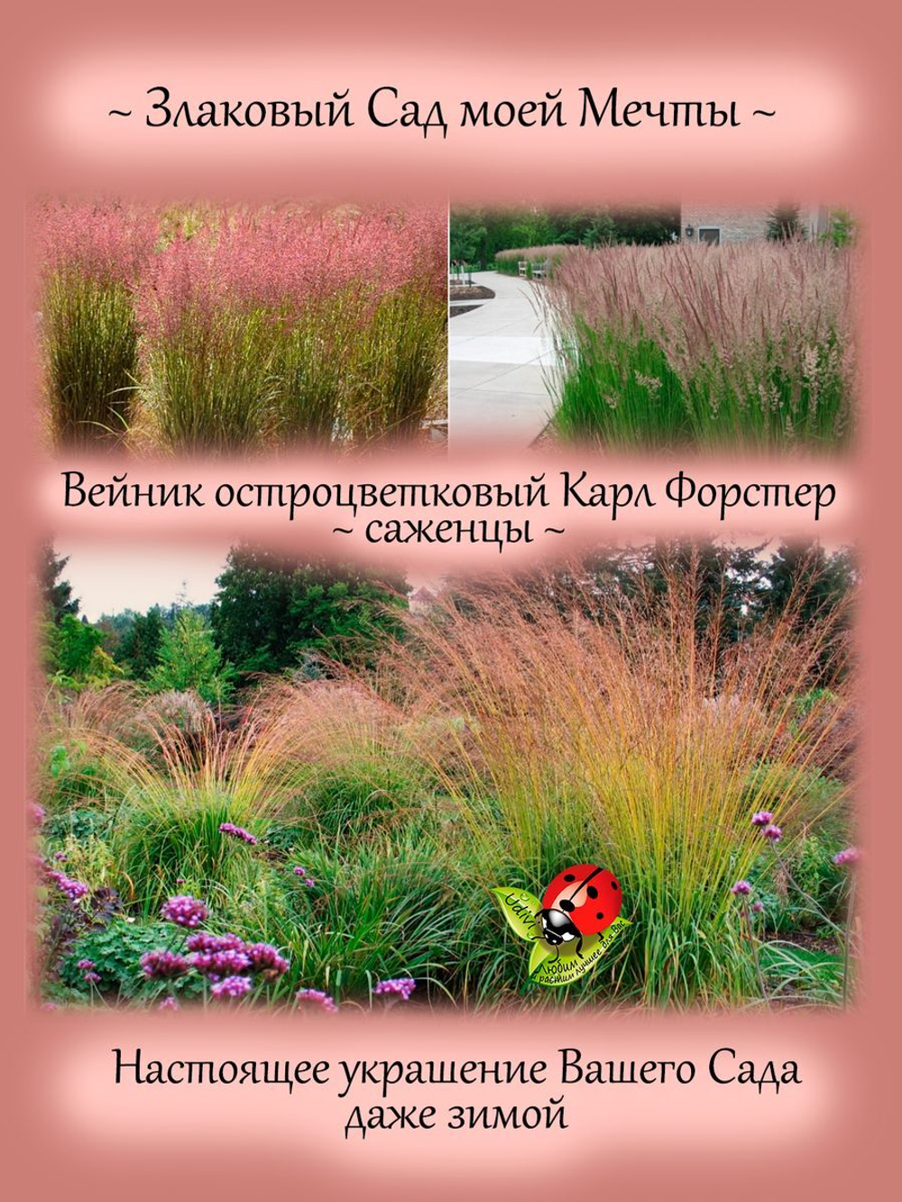 Злак Вейник остроцветковый Карл Форстер