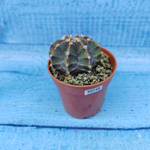 Gymnocalycium Friedrichii (Гимнокалициум)
