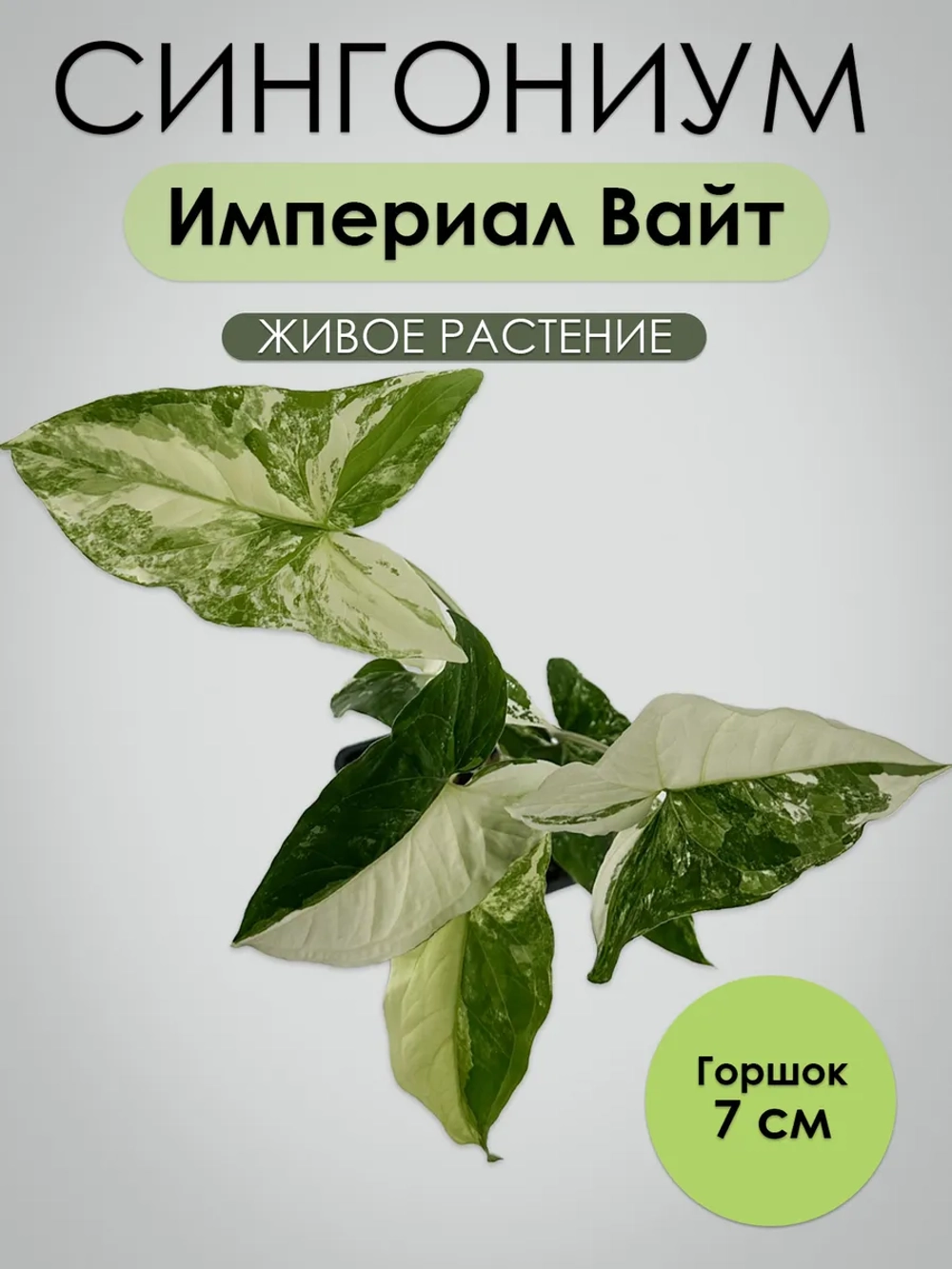 Сингониум Империал Вайт