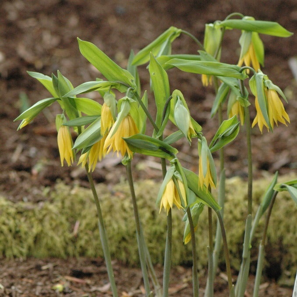 Увилярия крупноцветковая. Uvularia grandiflora.