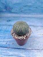Euphoria Obesa (Эуфорбия)
