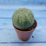 Euphorbia Obesa (Эуфорбия)