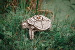 Механическая Черепаха от Eco Wood Art (EWA) - Деревянный конструктор, сборная модель, 3D пазл