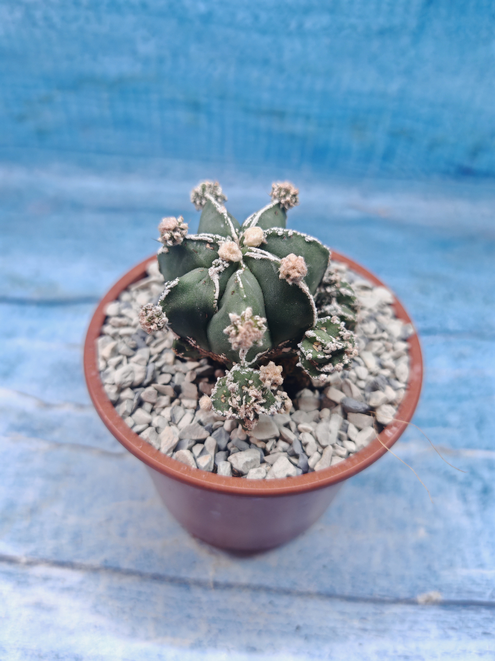 Astrophytum Myriostigma "Hakujo Fukuryu" (Астрофитум)