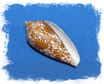 Conus textile