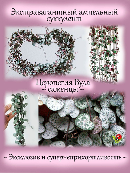 Церопегия Вуда ампельный суккулент