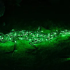 Световая Ящерица
