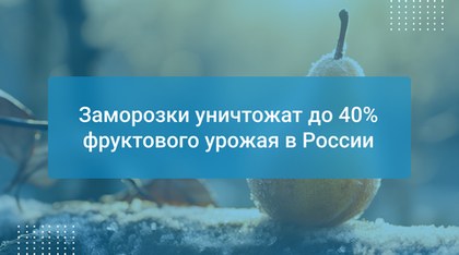 Заморозки уничтожат до 40% фруктового урожая в России