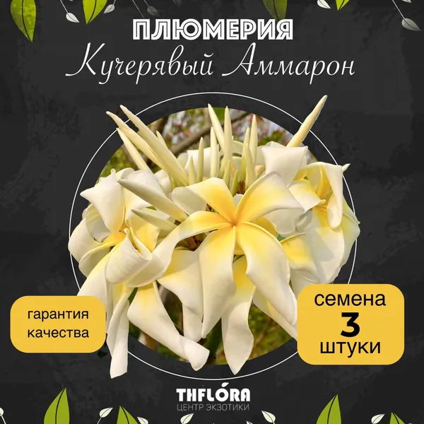 Плюмерия "Кучерявый Аммарон" семена 3 штуки. Супер аромат