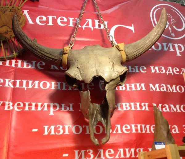 Череп первобытного бизона - великолепный подарок и украшение интерьера Череп первобытного бизона - великолепный подарок и украшение интерьера