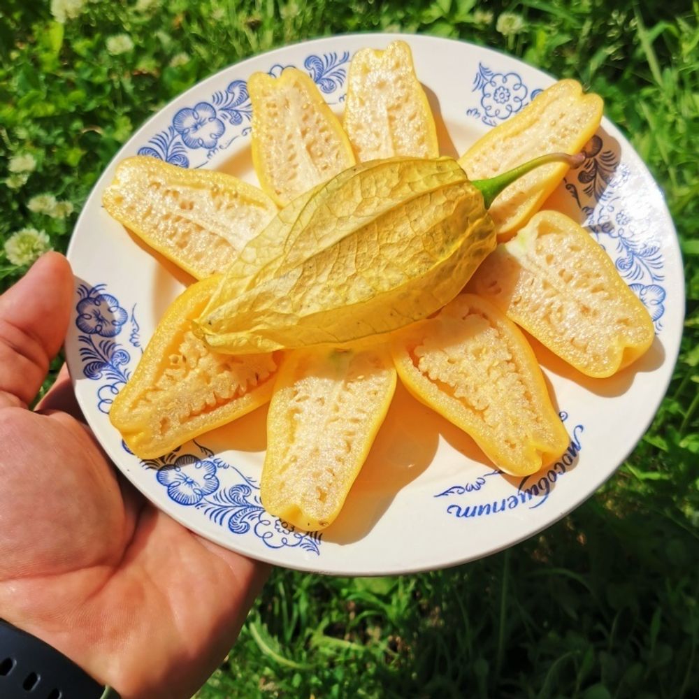 ФИЗАЛИС КОРОЛЕВА МАЛИНАЛЬКО Queen of Malinalco Tomatillos