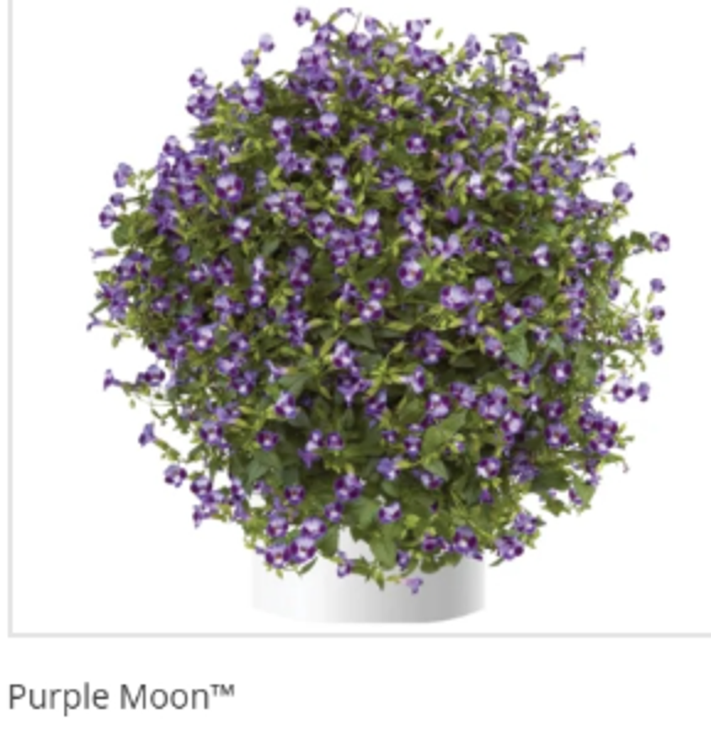 ЕВРО Торения Purple Moon укорененный ЕВРО черенок февраль поставка 11