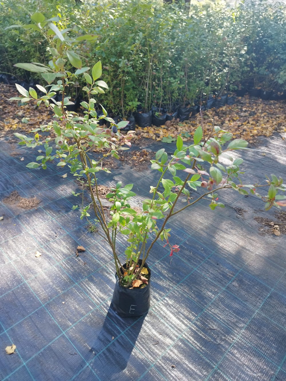 Голубика высокорослая Торо (Vaccinium corymbosum Toro)