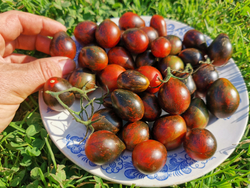 Помидоры Синий Кейс - BLUE KEYES Tomato