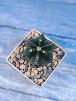 Echinocereus Knippelianus (Эхиноцереус 6 ребер)