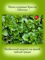 Мята Криспа кудрявая кучерявая
