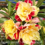 Адениум 1039-KIM PHAT