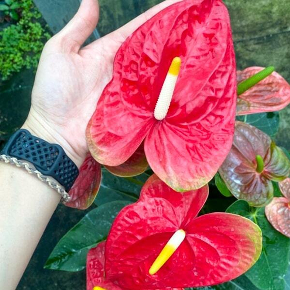 Антуриум Андре MAUI RED