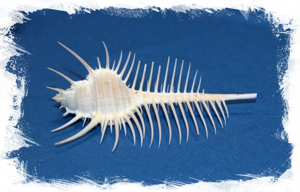 Ракушка Мурекс Пектен (Murex pecten) 8-12 см