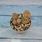 Tephrocactus Articulatus (Тефрокактус)