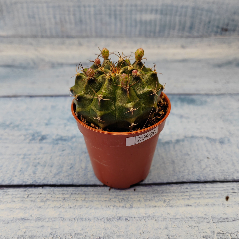 Gymnocalycium Friedrichii (Гимнокалициум)