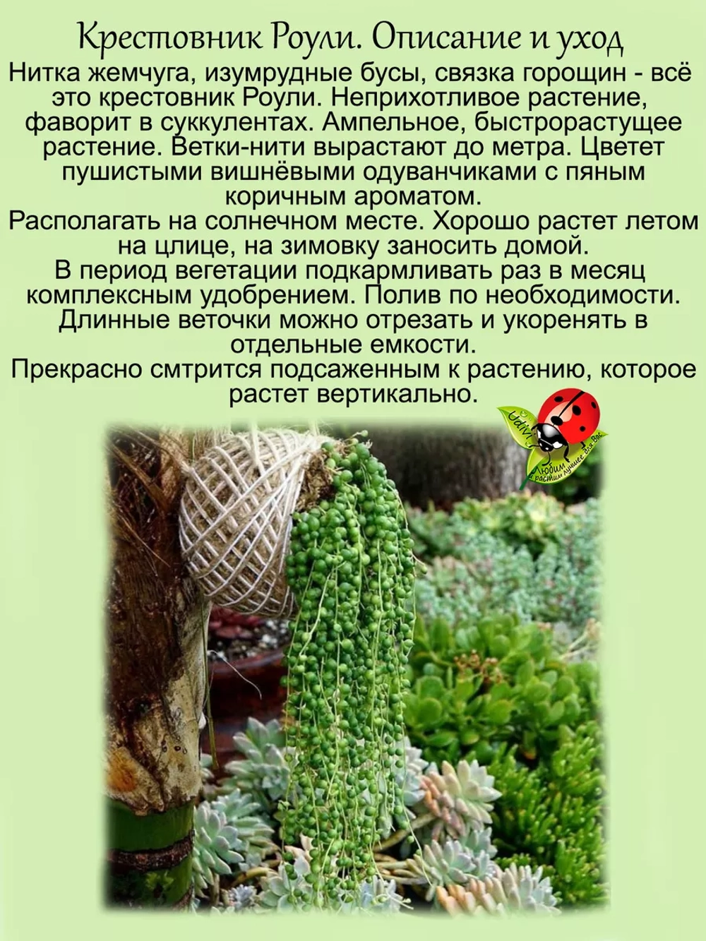 Крестовник Роули ампельный