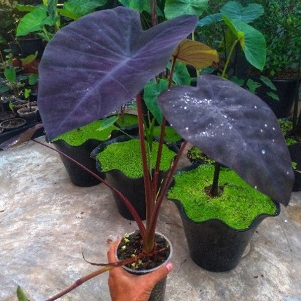 Колоказия Черная Магия Блэк Мэйджик(Colocasia Black Magic) S корневище