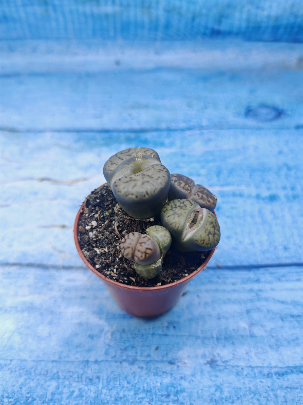 Lithops sp. (Литопсы)