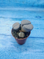 Lithops sp. (Литопсы)