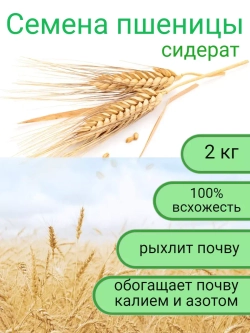 Семена пшеницы сидерат 2 кг