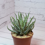 Aloe Humilis (Алоэ)