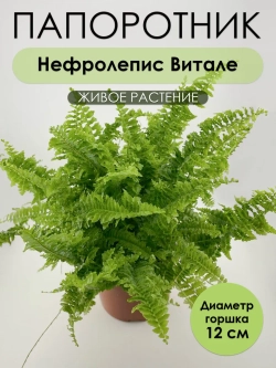 Нефролепис Витале. Папоротник живой комнатный