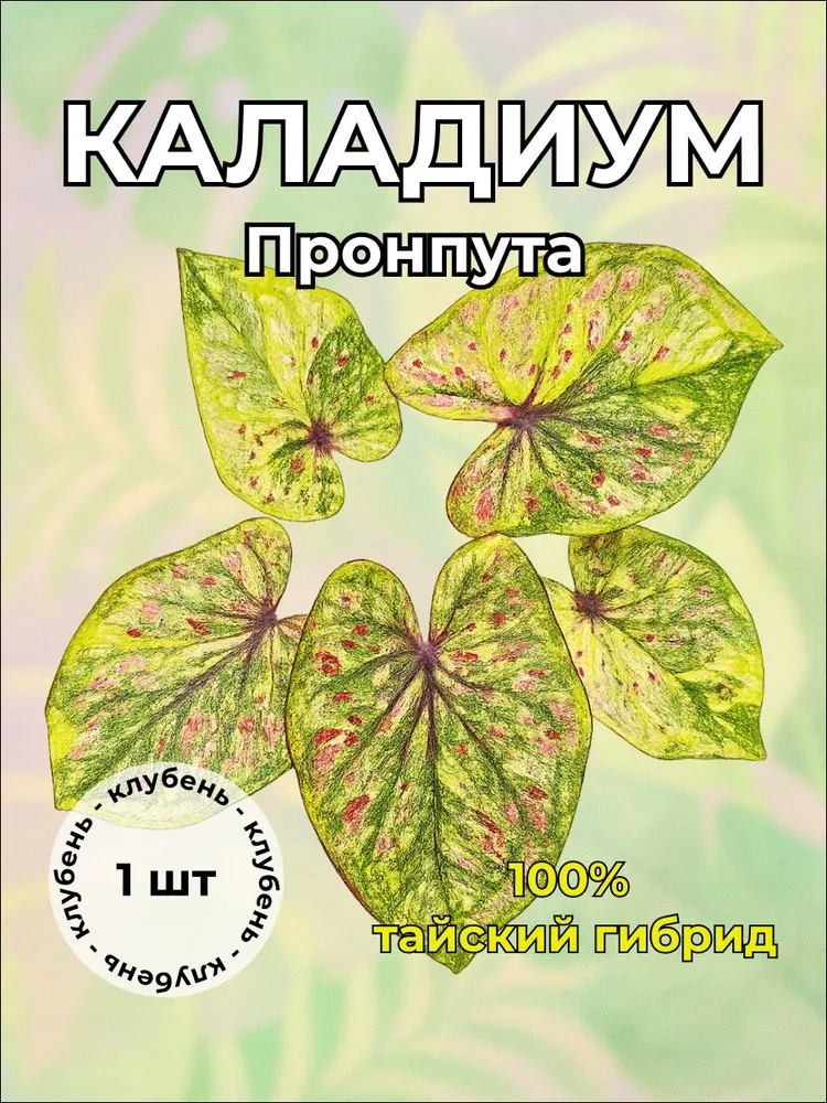 Каладиум "Пронпута" клубень — живое растение