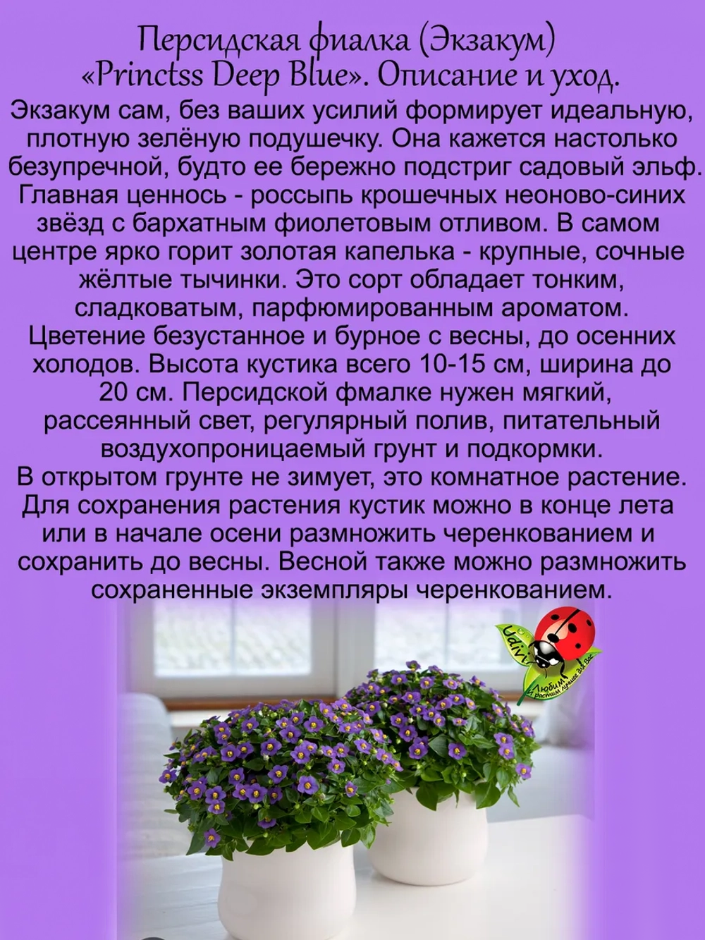 Персидская фиалка Экзакум Принцесса в темно синем