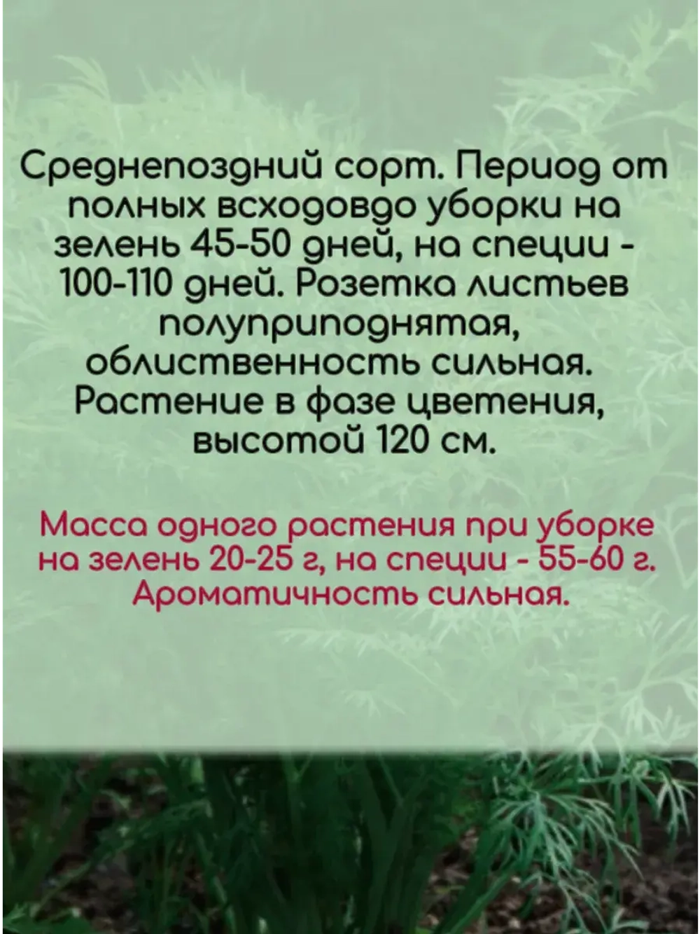 Укроп среднепоздний на зелень Гладиатор 10 гр
